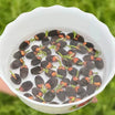 【Fortune-Bringing And Fortune-Bringing】Ornamental Water-Cultured Lotus