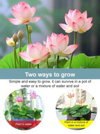 【Fortune-Bringing And Fortune-Bringing】Ornamental Water-Cultured Lotus