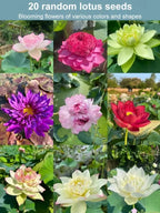 【Fortune-Bringing And Fortune-Bringing】Ornamental Water-Cultured Lotus