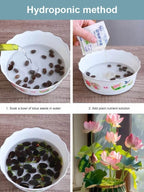 【Fortune-Bringing And Fortune-Bringing】Ornamental Water-Cultured Lotus