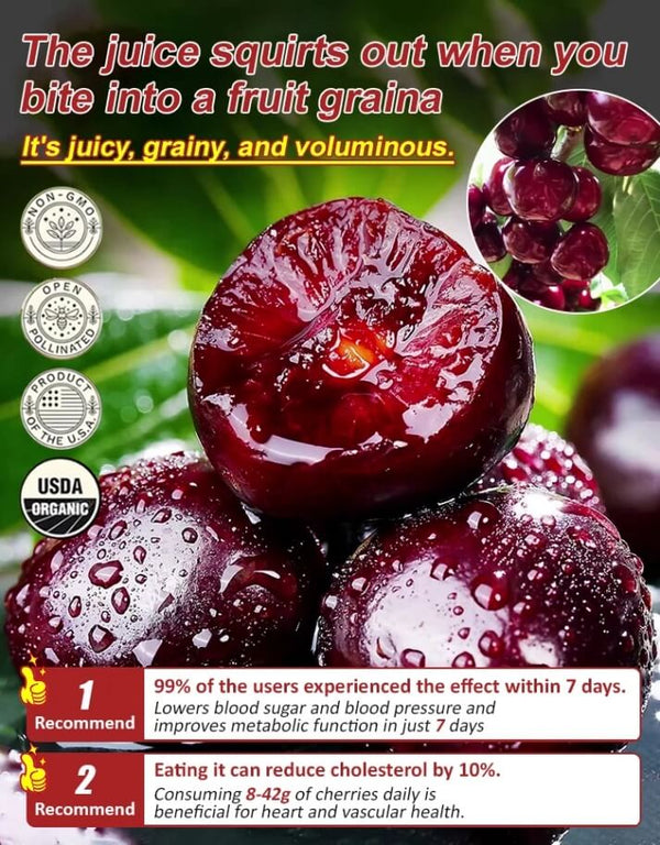 Giant Chilean Ruby Cherry Seeds - High Germination Multi-Variety Home Orchard Mix
