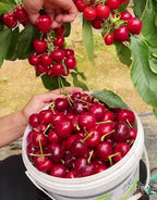 Giant Chilean Ruby Cherry Seeds - High Germination Multi-Variety Home Orchard Mix
