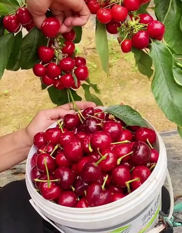 Giant Chilean Ruby Cherry Seeds - High Germination Multi-Variety Home Orchard Mix