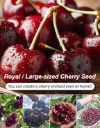Giant Chilean Ruby Cherry Seeds - High Germination Multi-Variety Home Orchard Mix