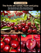 Giant Chilean Ruby Cherry Seeds - High Germination Multi-Variety Home Orchard Mix
