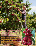 Giant Chilean Ruby Cherry Seeds - High Germination Multi-Variety Home Orchard Mix