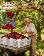 Giant Chilean Ruby Cherry Seeds - High Germination Multi-Variety Home Orchard Mix