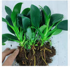 Golden Diamond Green Plant - Air-Purifying Indoor Houseplant (Formaldehyde & CO₂ Absorbing)
