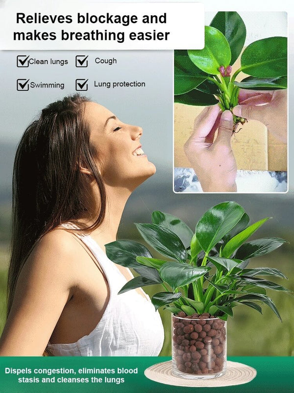 Golden Diamond Green Plant - Air-Purifying Indoor Houseplant (Formaldehyde & CO₂ Absorbing)