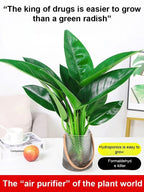 Golden Diamond Green Plant - Air-Purifying Indoor Houseplant (Formaldehyde & CO₂ Absorbing)