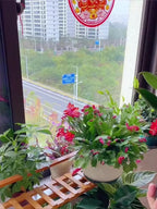 Golden Diamond Green Plant - Air-Purifying Indoor Houseplant (Formaldehyde & CO₂ Absorbing)