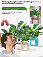Golden Diamond Green Plant - Air-Purifying Indoor Houseplant (Formaldehyde & CO₂ Absorbing)