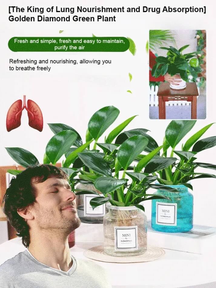 Golden Diamond Green Plant - Air Purifying Indoor Plant (Formaldehyde Absorbing)