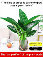 Golden Diamond Green Plant - Air Purifying Indoor Plant (Formaldehyde Absorbing)
