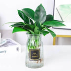 Golden Diamond Green Plant - Air Purifying Indoor Plant (Formaldehyde Absorbing)