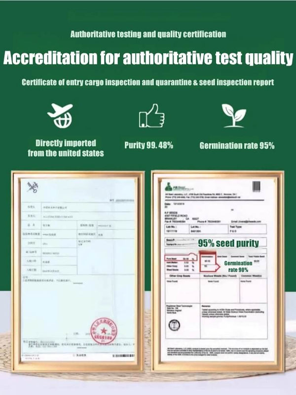 High-Density Repair Grass Seed - Dutch Technology Fast Germination Lawn Seed (7-Day Growth, 99% Germination Rate)