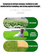 High-Density Repair Grass Seed - Dutch Technology Fast Germination Lawn Seed (7-Day Growth, 99% Germination Rate)