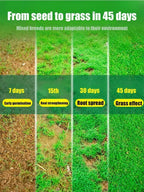 High-Density Repair Grass Seed - Dutch Technology Fast Germination Lawn Seed (7-Day Growth, 99% Germination Rate)