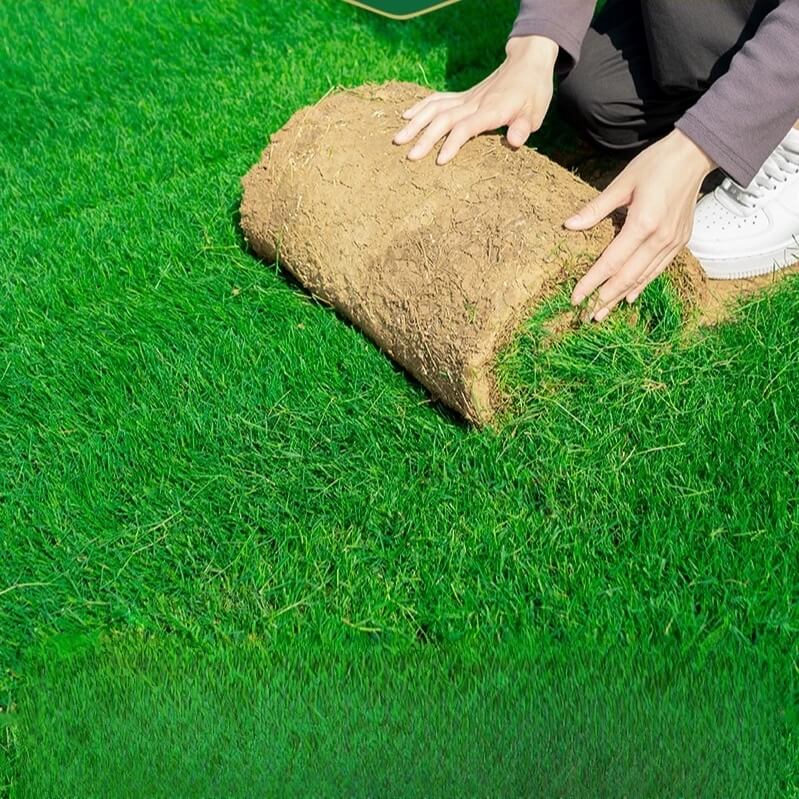 High-Density Repair Grass Seed - Dutch Technology Fast Germination Lawn Seed (7-Day Growth, 99% Germination Rate)