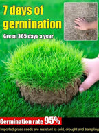 High-Density Repair Grass Seeds - Dutch Technology Fast Germination Lawn Seed (7-Day Growth)