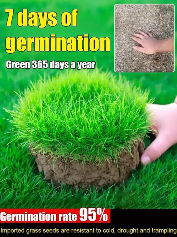 High-Density Repair Grass Seeds - Dutch Technology Fast Germination Lawn Seed (7-Day Growth)