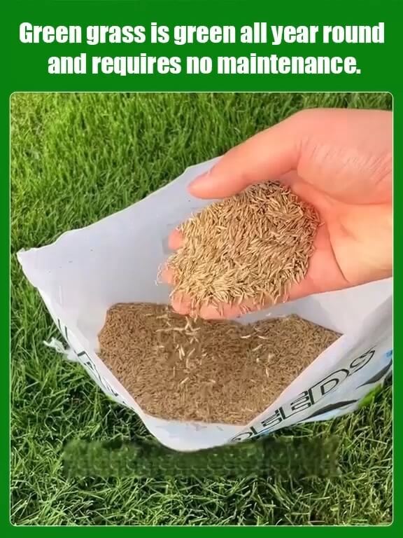 High-Density Repair Grass Seeds - Dutch Technology Fast Germination Lawn Seed (7-Day Growth)