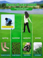 High-Density Repair Grass Seeds - Dutch Technology Fast Germination Lawn Seed (7-Day Growth)