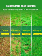 High-Density Repair Grass Seeds - Dutch Technology Fast Germination Lawn Seed (7-Day Growth)