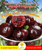 Hybrid Cherry Saplings - Sato Nishiki × Bing Cherry Variety