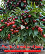 Hybrid Cherry Saplings - Sato Nishiki × Bing Cherry Variety