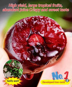 Hybrid Cherry Saplings - Sato Nishiki × Bing Cherry Variety