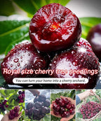 Hybrid Cherry Saplings - Sato Nishiki × Bing Cherry Variety