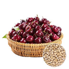 Hybrid Cherry Saplings - Sato Nishiki × Bing Cherry Variety