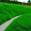 JS Grass Seeds - Fast Germination Mixed Lawn Seed Varieties (99% Germination in 7 Days)