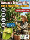 Mexican Avocado Sapling Variety - Fast-Fruiting Grafted Tree