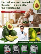 Mexican Avocado Sapling Variety - Fast-Fruiting Grafted Tree