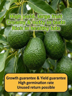 Mexican Avocado Sapling Variety - Fast-Fruiting Grafted Tree