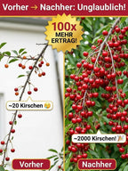 Organic Cherry Fertilizer - Growth-Promoting Plant Nutrient Formula for Healthier Trees & Higher Yields
