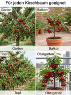 Organic Cherry Fertilizer - Growth-Promoting Plant Nutrient Formula for Healthier Trees & Higher Yields
