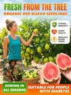 Organic Red Guava Saplings - Vitamin C Rich Fast-Fruiting Home Garden Fruit Trees