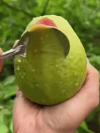 Organic Red Guava Saplings - Vitamin C Rich Fast-Fruiting Home Garden Fruit Trees