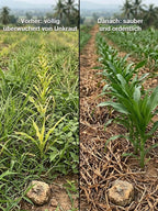 Organic Weed Killer – Long-Lasting Weed Control