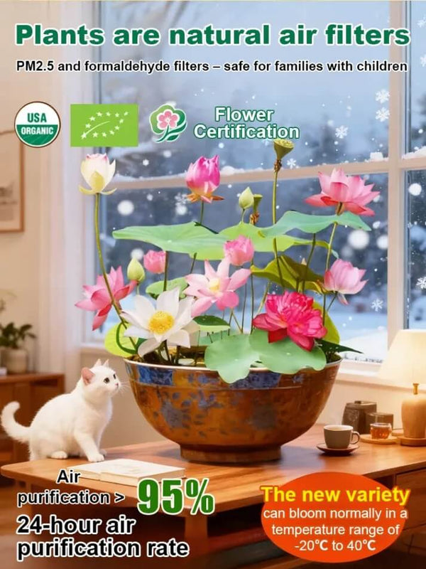 Organically Certified Water Lilies - Cold & Heat Resistant Aquatic Flowers