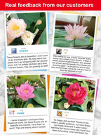 Organically Certified Water Lilies - Cold & Heat Resistant Aquatic Flowers