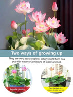 Organically Certified Water Lilies - Cold & Heat Resistant Aquatic Flowers