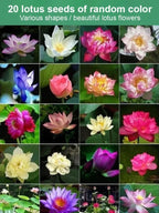 Organically Certified Water Lilies - Cold & Heat Resistant Aquatic Flowers