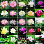 Organically Certified Water Lilies - Cold & Heat Resistant Aquatic Flowers