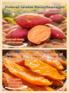 Premium North Carolina Sweet Potatoes - Freshly Harvested Rich & Plump Seasonal Produce