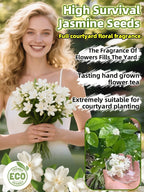 Premium Perfume Jasmine - Farm-Fresh Long-Blooming Fragrant Flower Plant (300 Days Bloom)