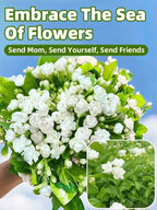 Premium Perfume Jasmine - Farm-Fresh Long-Blooming Fragrant Flower Plant (300 Days Bloom)
